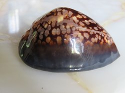 Mauricia mauriciana