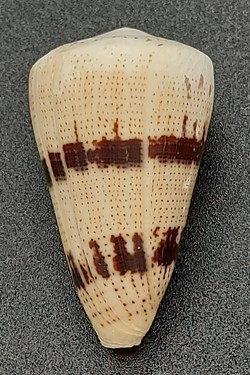 Conus augur