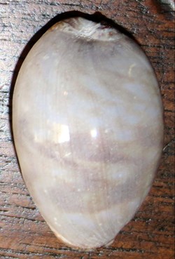 Cypraea juvénile (Mauricia)