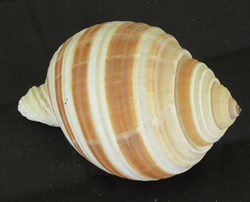 Tonna allium