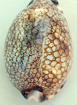 Mauricia histrio