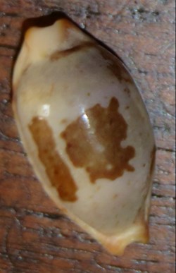Erronea cylindrica