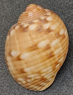 Tonna canaliculata