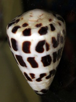 Conus ebraeus