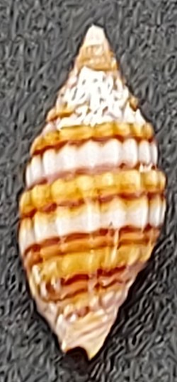 Vexillum venustulum