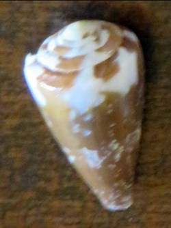 Conus rattus