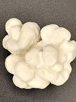 Porites lobata