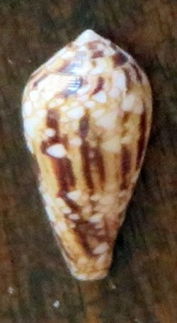 Conus legatus