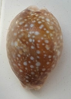 Lyncinia vitellus