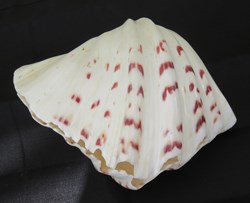 Bénitier sabot de cheval