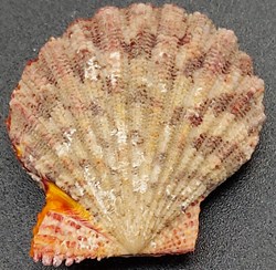 Gloripallium pallium