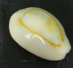 Monetaria annulus (Porcelaine anneau d'or)