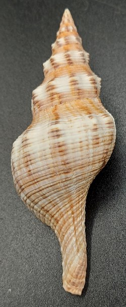Filifusus filamentosus