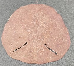 Echinodiscus bisperforatus