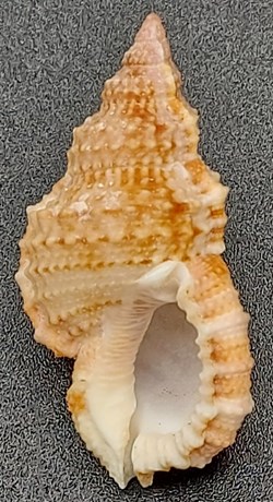 Ranella olearium