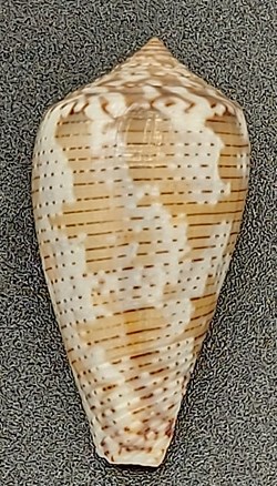 Conus striolatus