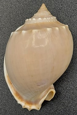 Phalium Glaucum