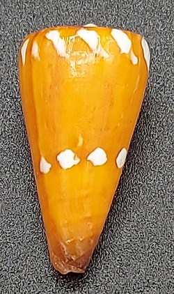 Conus lithoglyphus