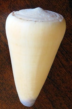 Conus virgo