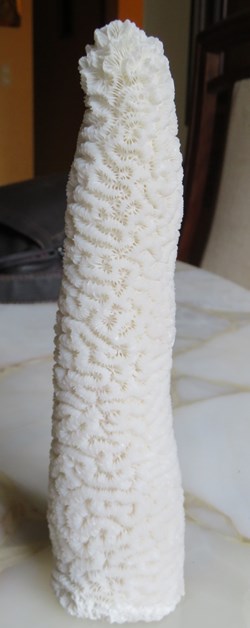 Acropora robusta