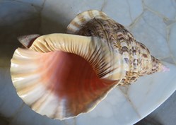 Charonia tritonis