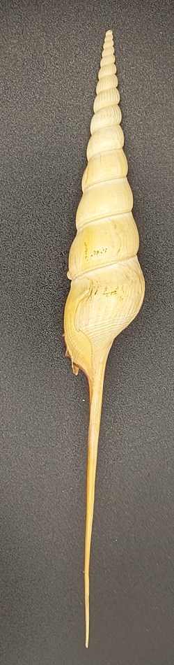 Tibia fusus