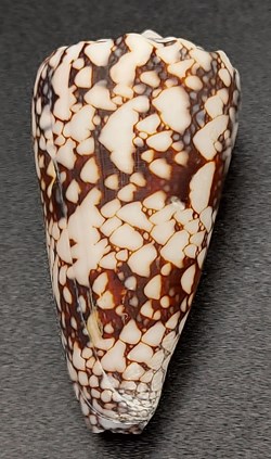 Conus araneosus nicobaricus
