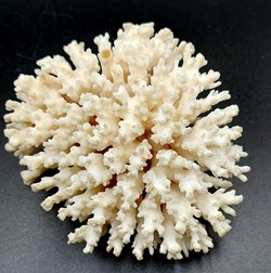 Acropora hyacinthus