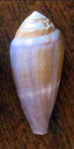Conus glans