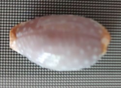 Staphylaea staphylaea