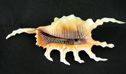 Lambis scorpius