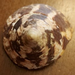 Tectus conus