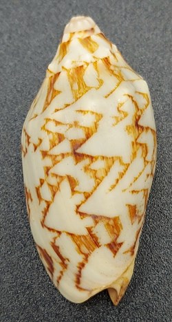 Cymbiola vespertilio