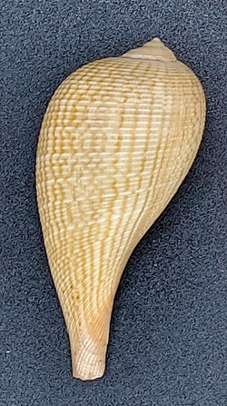 Ficus gracilis