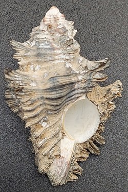 Chicoreus brunneus