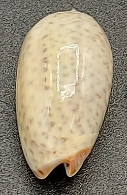 Oliva bulbosa inflata