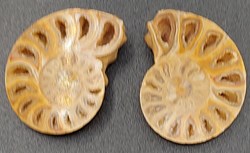 Ammonite coupée polie