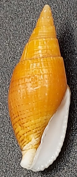 Nebularia acuminata