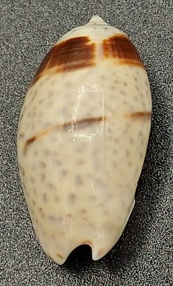 Oliva bulbosa bicingulata