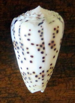 Conus pulicarius