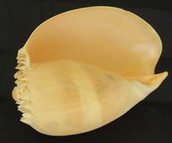 Melo diadema