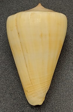 Conus quercinus (albonerosa)