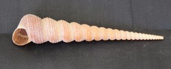 Turritella terebra