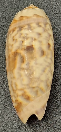 Oliva tremulina flammeacolor