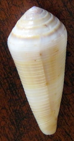 Conus terebra