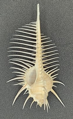 Murex pecten