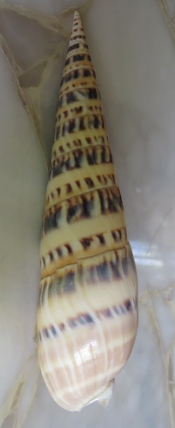 Oxymeris maculata