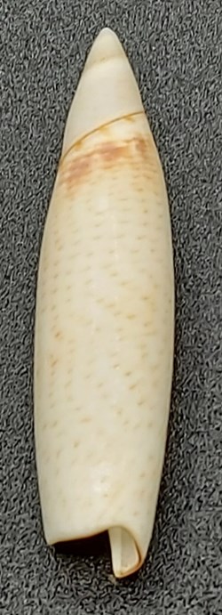 Terebellum terebellum
