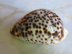 Cypraea tigris (Porcelaine tigre)