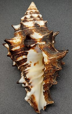 Vasum ceramicum